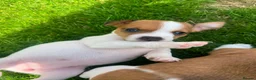 Jack Russell dogs for sale: Jack russell puppies  - Advert 20