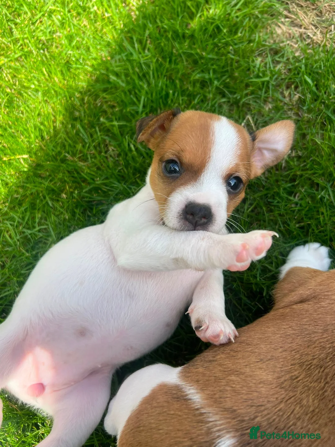Jack Russell dogs for sale: Jack russell puppies  - Advert 20