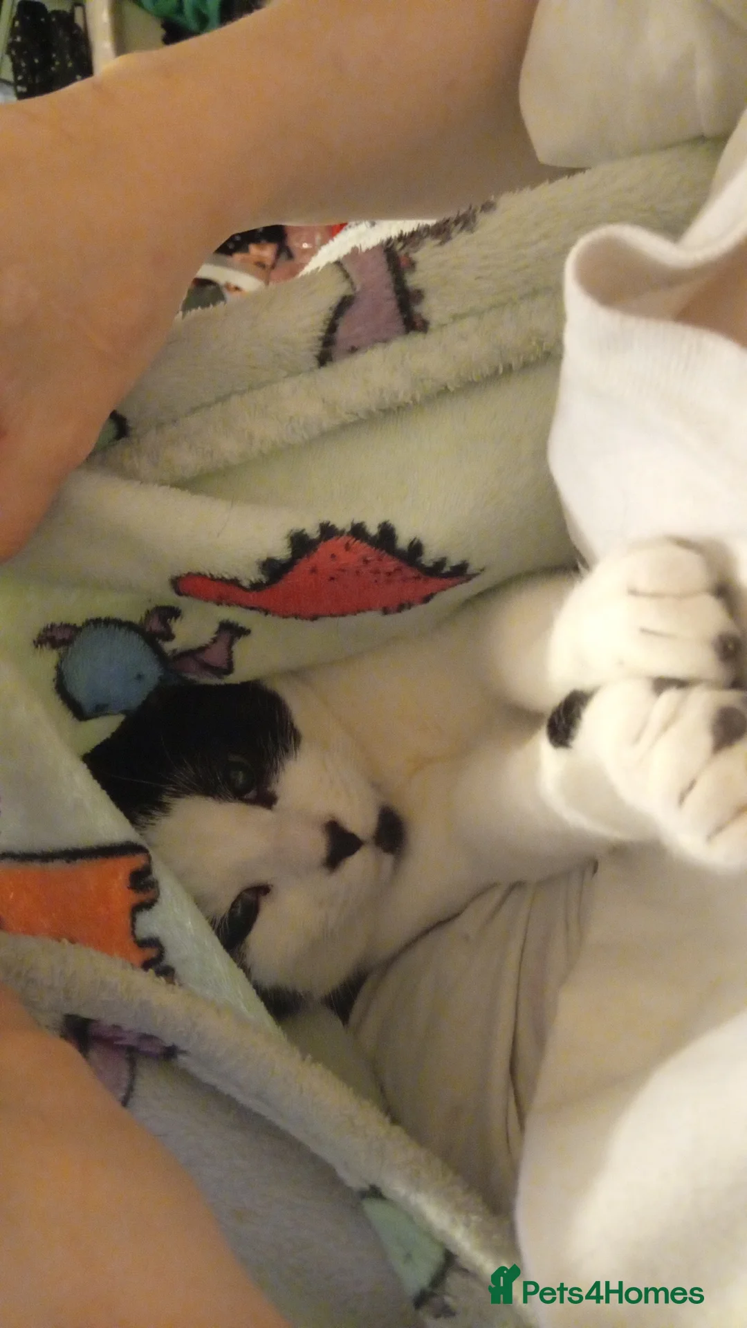 British Shorthair cats for sale: triplets for sale - Advert 18