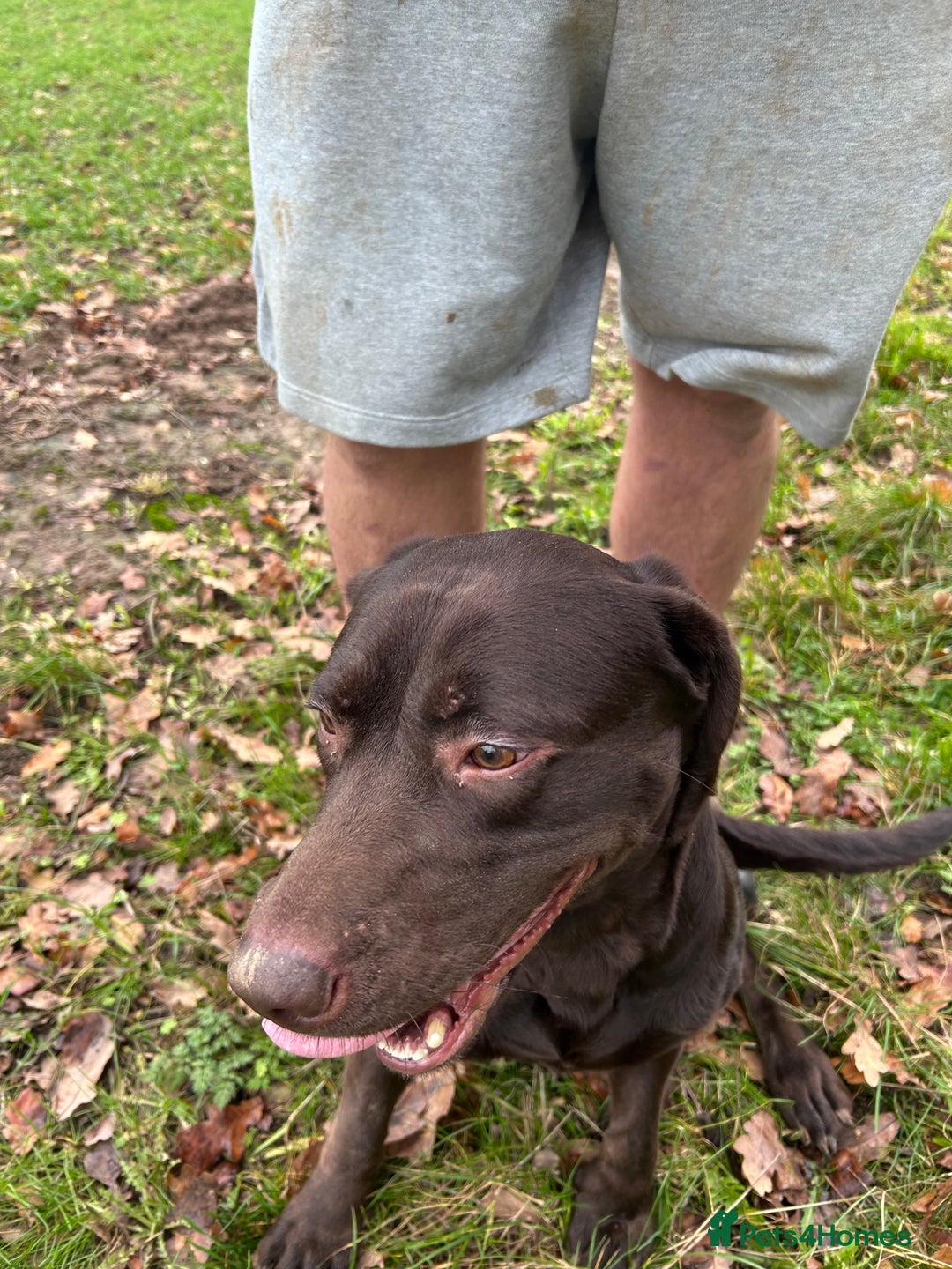 Labrador Retriever dogs for sale: Chocolate Labrador  - Advert 3