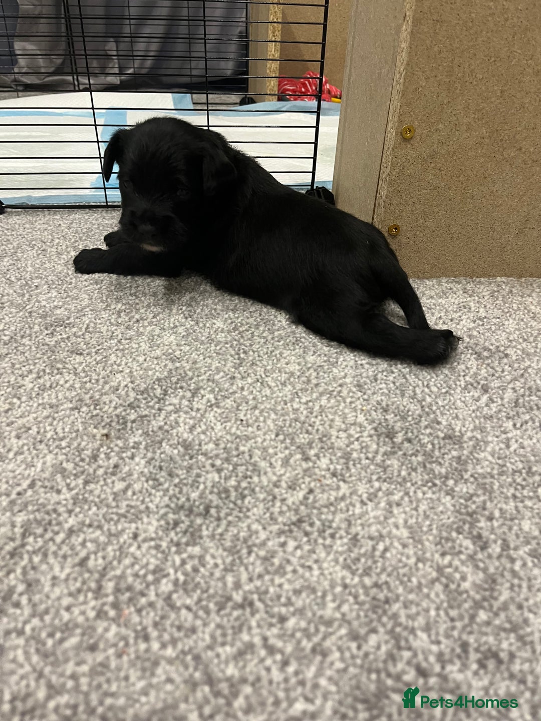 Mixed Breed dogs for sale: Schnockers  - Image 14
