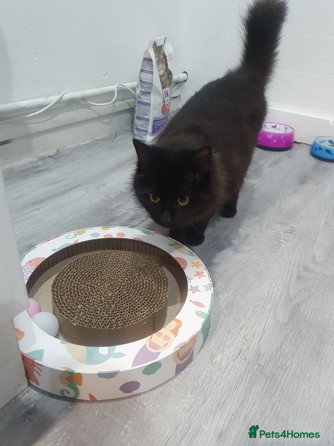 Mixed Breed cats for sale: Beautiful black cat 1 year old read description 🙏 - Advert 2