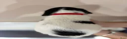 English Springer Spaniel dogs for sale:  KC registered English springer spaniel puppies - Advert 39