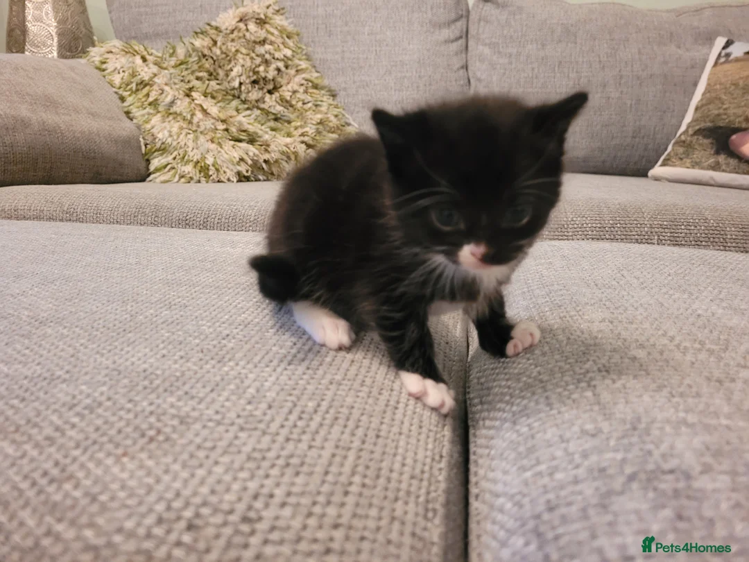 Mixed Breed cats for sale: Three Fluffy Black and White Kittens. - Advert 2