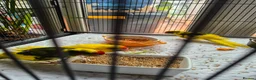 Parakeets birds for sale: Baby kakarikis for sale in Bournemouth - Advert 2