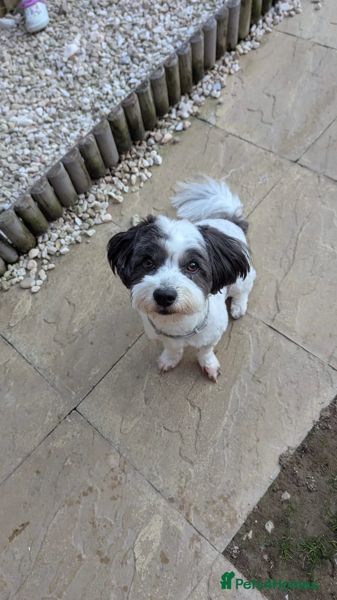 Mixed Breed dogs for sale: Mr Cookie - Advert 2