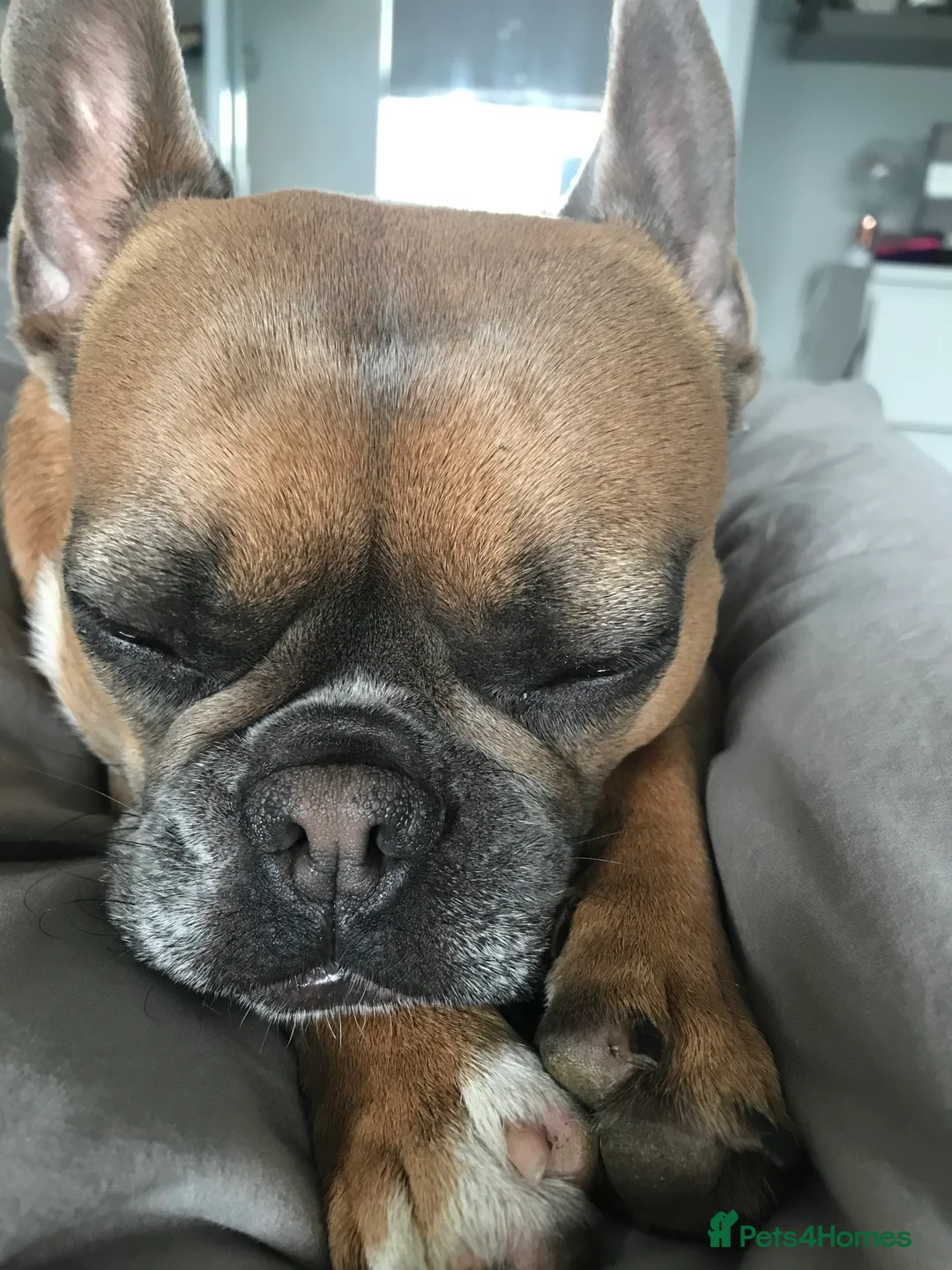 French Bulldog dogs for sale: Bailee French Bulldog - Advert 9