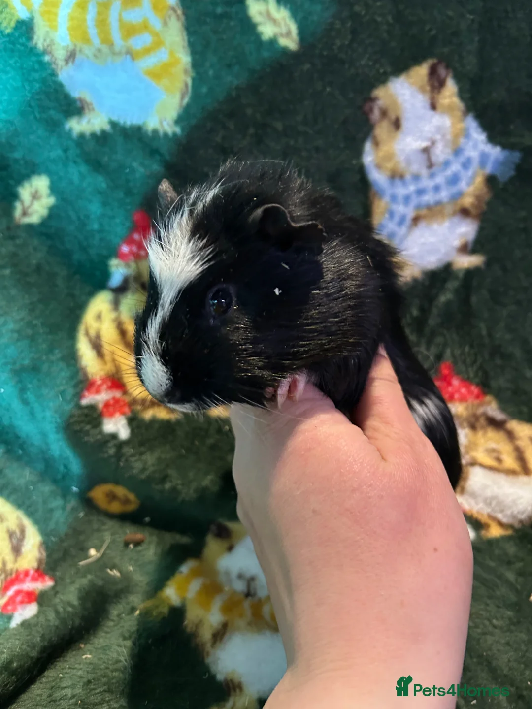 Guinea Pig rodents for sale: Beautiful Baby Male Guineapigs  - Advert 3