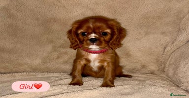Cavalier King Charles Spaniel dogs - Advert 13