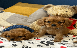 Cavalier King Charles Spaniel dogs for sale: Ruby Red Cavalier puppies ready for new homes ❤️ - Image 4