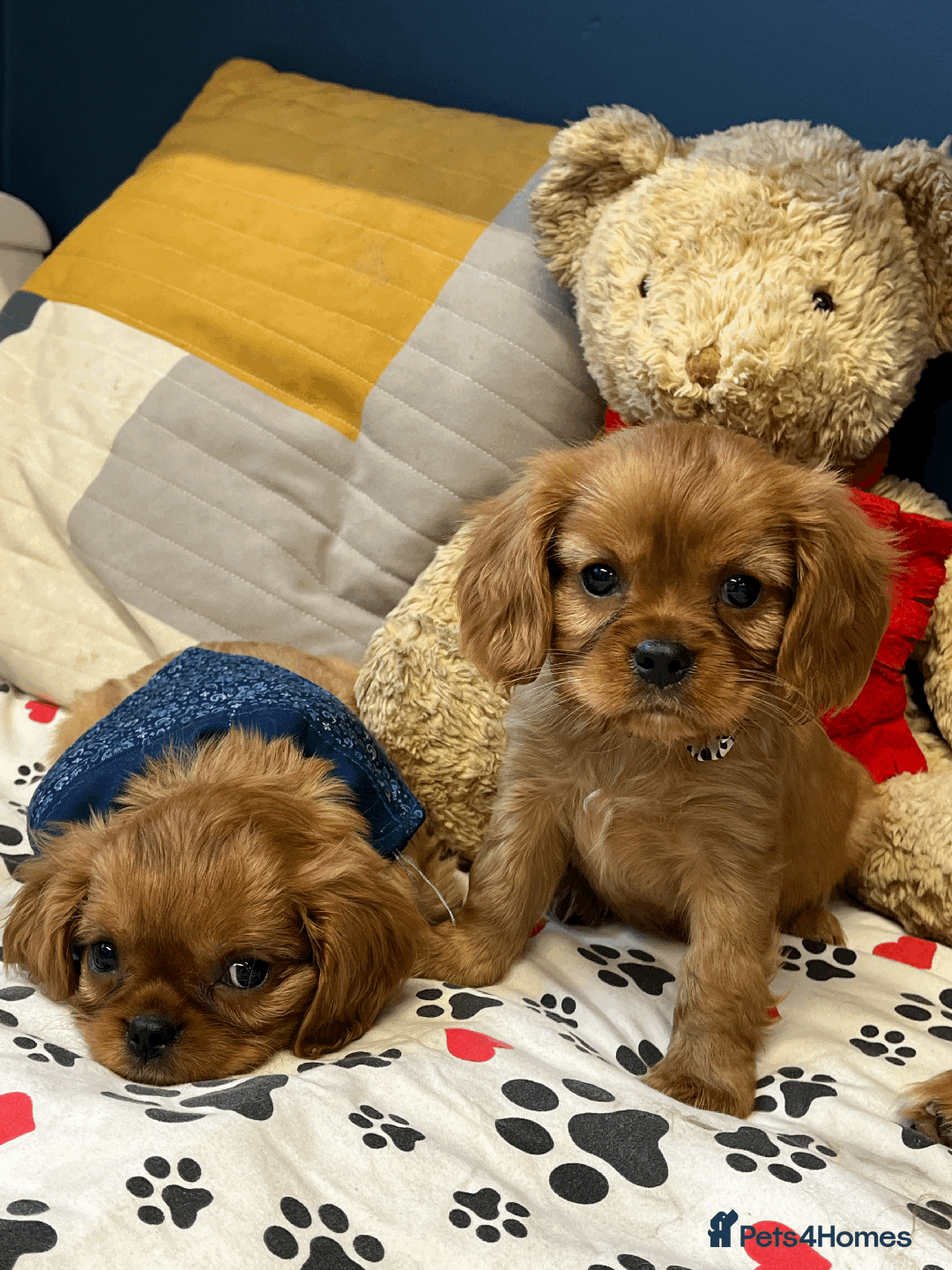 Cavalier King Charles Spaniel dogs for sale: Ruby Red Cavalier puppies ready for new homes ❤️ - Image 4