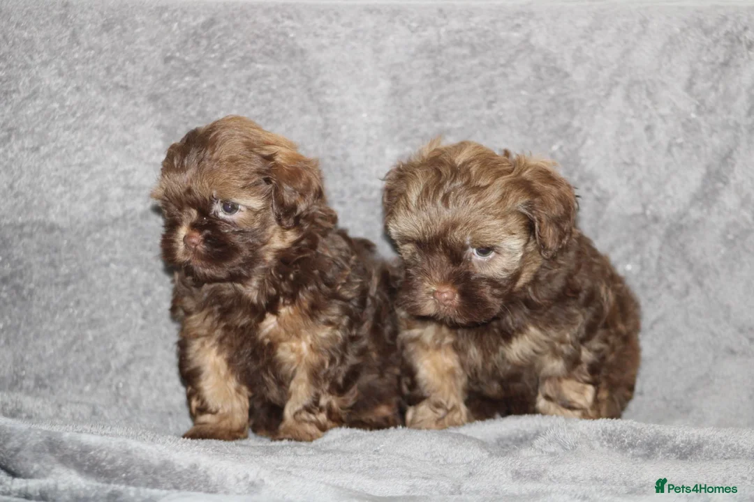 Shihpoo dogs for sale: Shih poo puppy’s  - Advert 10