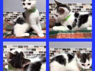 Mixed Breed cats Beautiful kittens - Advert 14