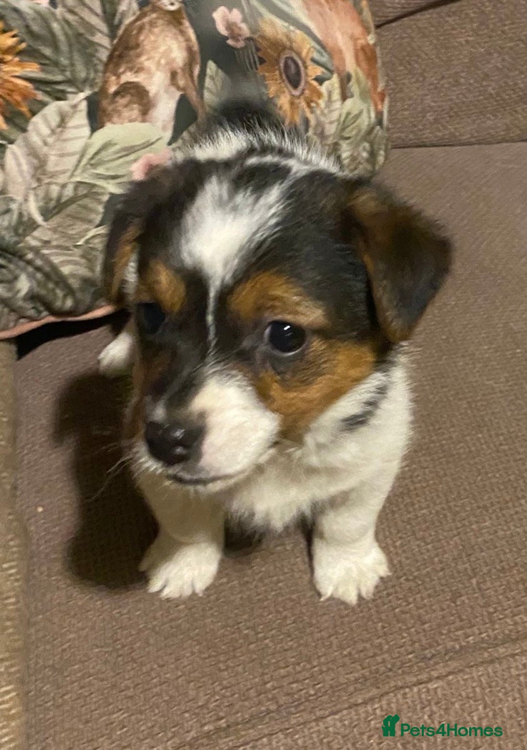 Jack Russell dogs for sale: Gorgeous Jack Russell Puppies  - Advert 7