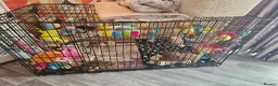Cavapoo dogs for sale: 5* Cavapoo Puppies - Advert 12