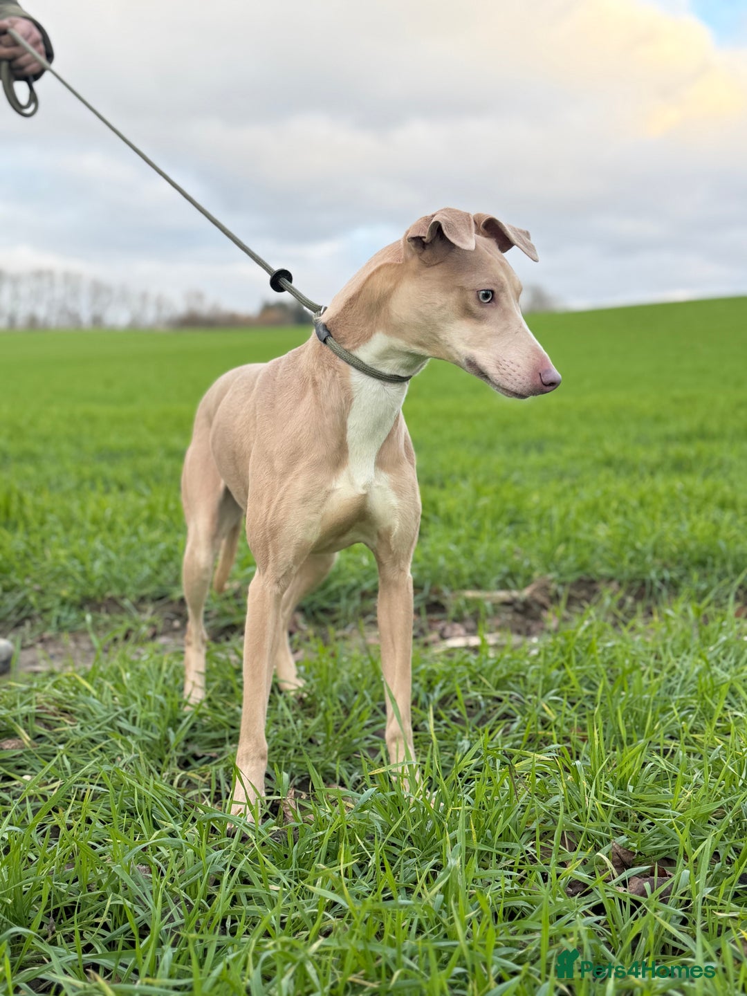 Lurcher dogs for sale: Saluki bull grey X Beddy Whippet - Advert 4