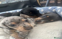 Miniature Dachshund dogs for sale: Stunning rare Miniature Dachshunds - Image 8