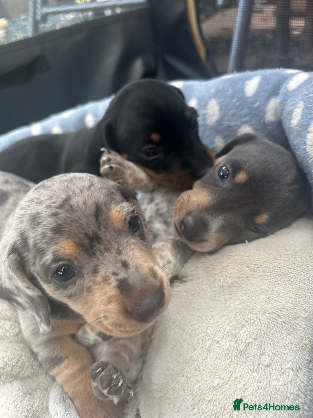 Miniature Dachshund dogs for sale: Stunning rare Miniature Dachshunds - Image 8