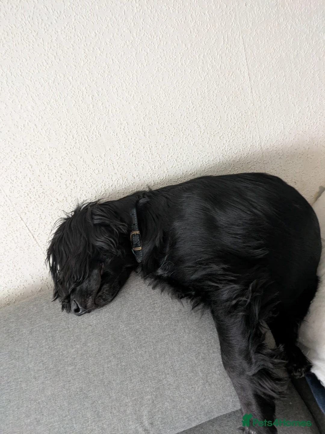 Cocker Spaniel dogs for sale: Cocker spaniel boy  - Advert 1