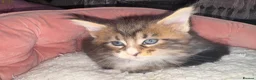 Maine Coon cats for sale: Beautiful Maine Coon Kittens - Advert 5