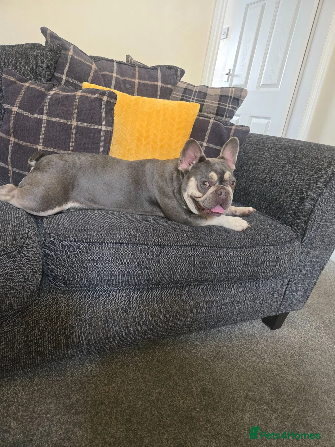 French Bulldog dogs for sale: Blue and tan French bulldog in Burnley - Advert 2