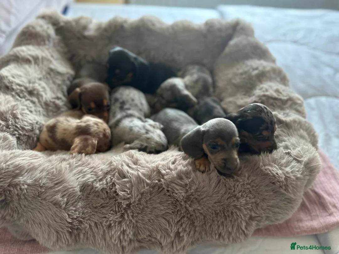 Dachshund dogs for sale: DACHSHUND PUPPIES  - Advert 23