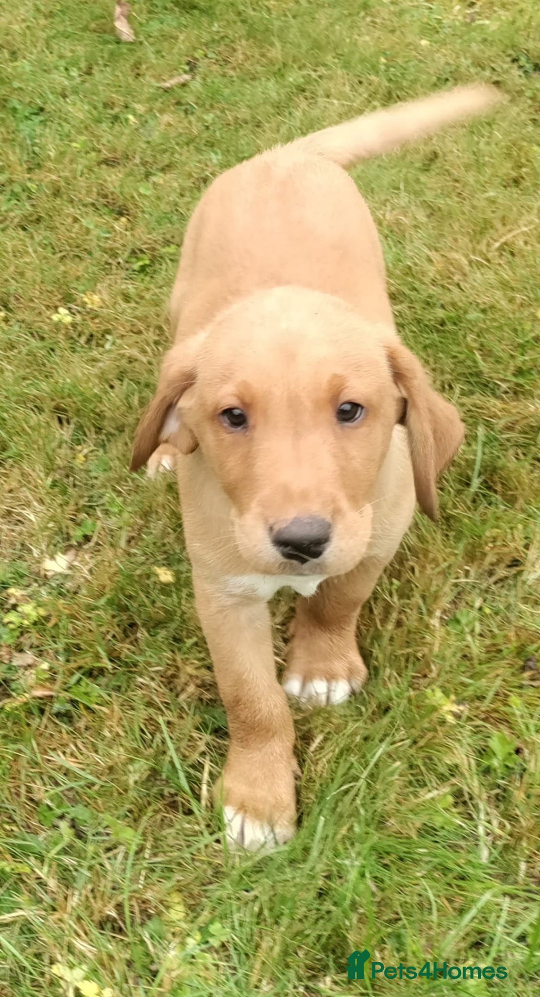 Labrador Retriever dogs for sale: Labrador pups for sale ready now!! - Image 10