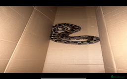 Python Snake reptiles for sale: Large ball python and vivarium - Image 5