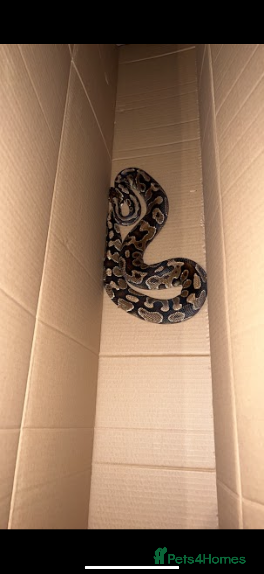 Python Snake reptiles for sale: Large ball python and vivarium - Image 5