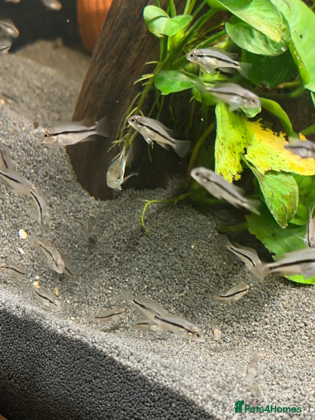 Cichlids fish for sale: Nicaraguan cichlid  - Advert 4