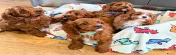 Cavapoo dogs for sale: Extensively health tested F1 Toy Cavapoo Puppies - Advert 20