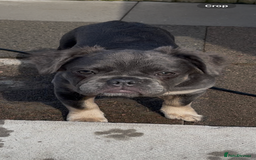 French Bulldog dogs for sale: Beautiful French bulls  - Image 28