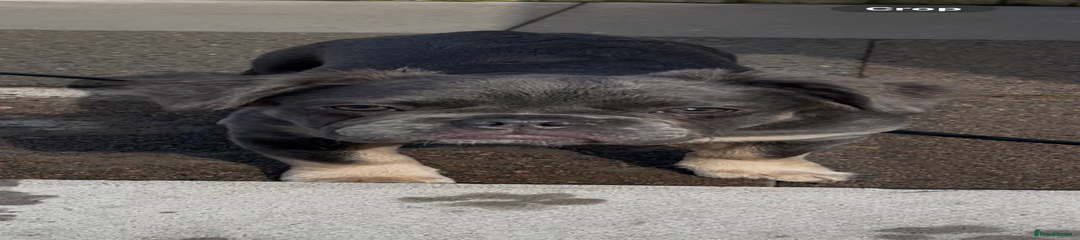 French Bulldog Puppy 5