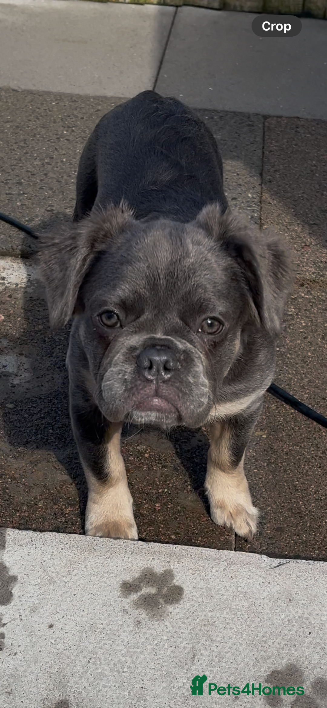 French Bulldog dogs for sale: Beautiful French bulls  - Image 28