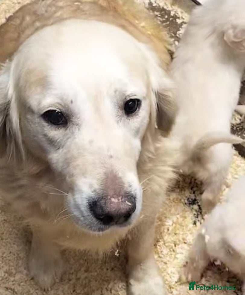 Golden Retriever dogs STUNNING GOLDEN RETRIEVER PUPS - Advert 1