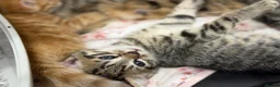 Mixed Breed cats for sale: 2 beautiful male kittens (Ready to leave 15/08) - Advert 11