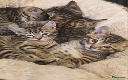 Bengal cats for sale: Bengal mix kittens for sale - Image 24
