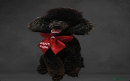 Miniature Poodle dogs for stud: KC phantom miniature poodle stud health tested in Thetford - Image 2