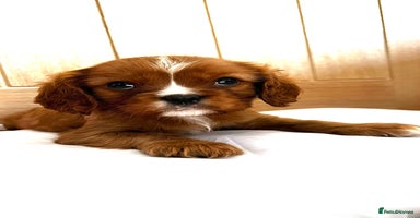 Cavalier King Charles Spaniel dogs - Advert 7