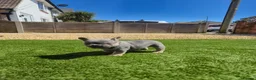 French Bulldog dogs for sale: Top Quality KC Registered French Bulldog 2x Micro  in Bournemouth - Advert 20