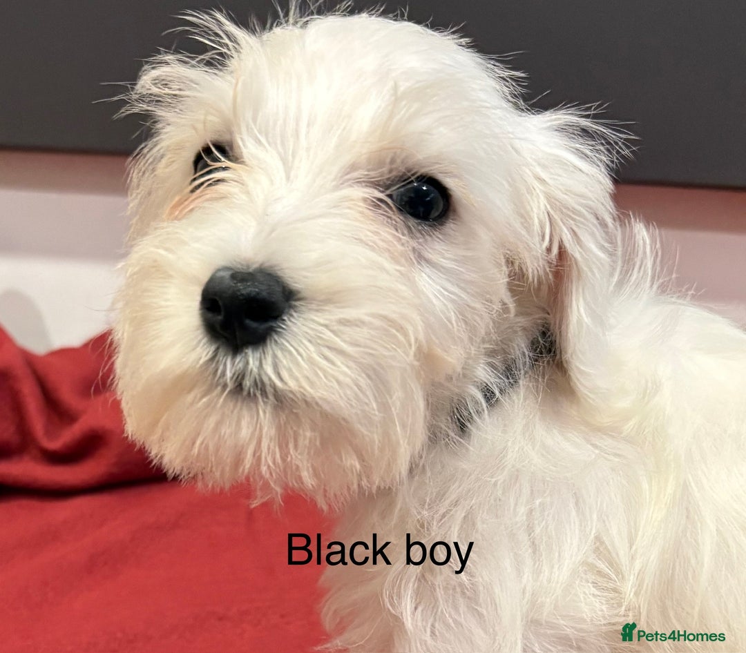 Schnoodle dogs for sale: Schnoodles  - Image 15