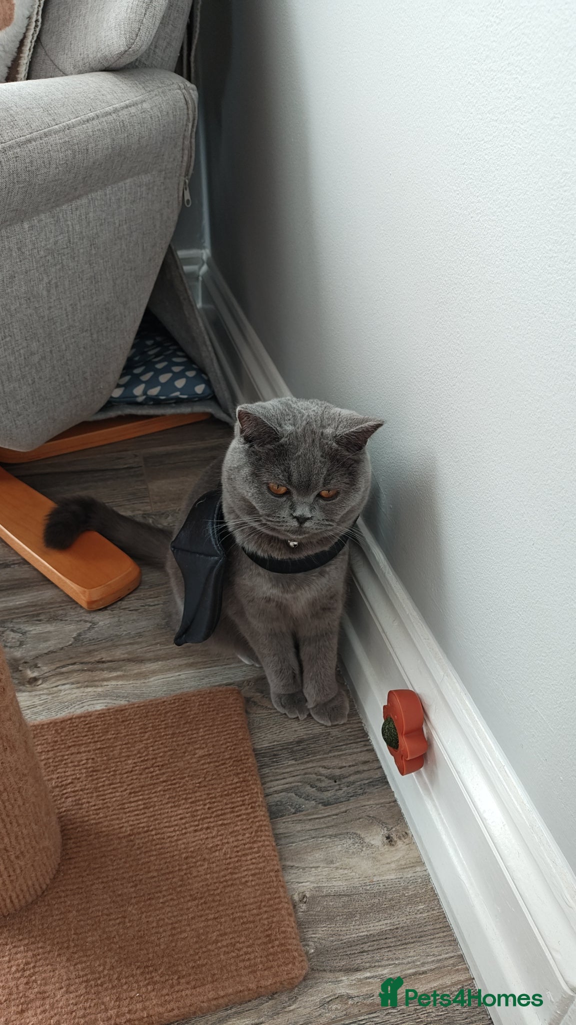 British Shorthair cats Luna the British shorthair  - Advert 2