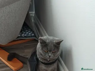 British Shorthair cats Luna the British shorthair - Advert 2