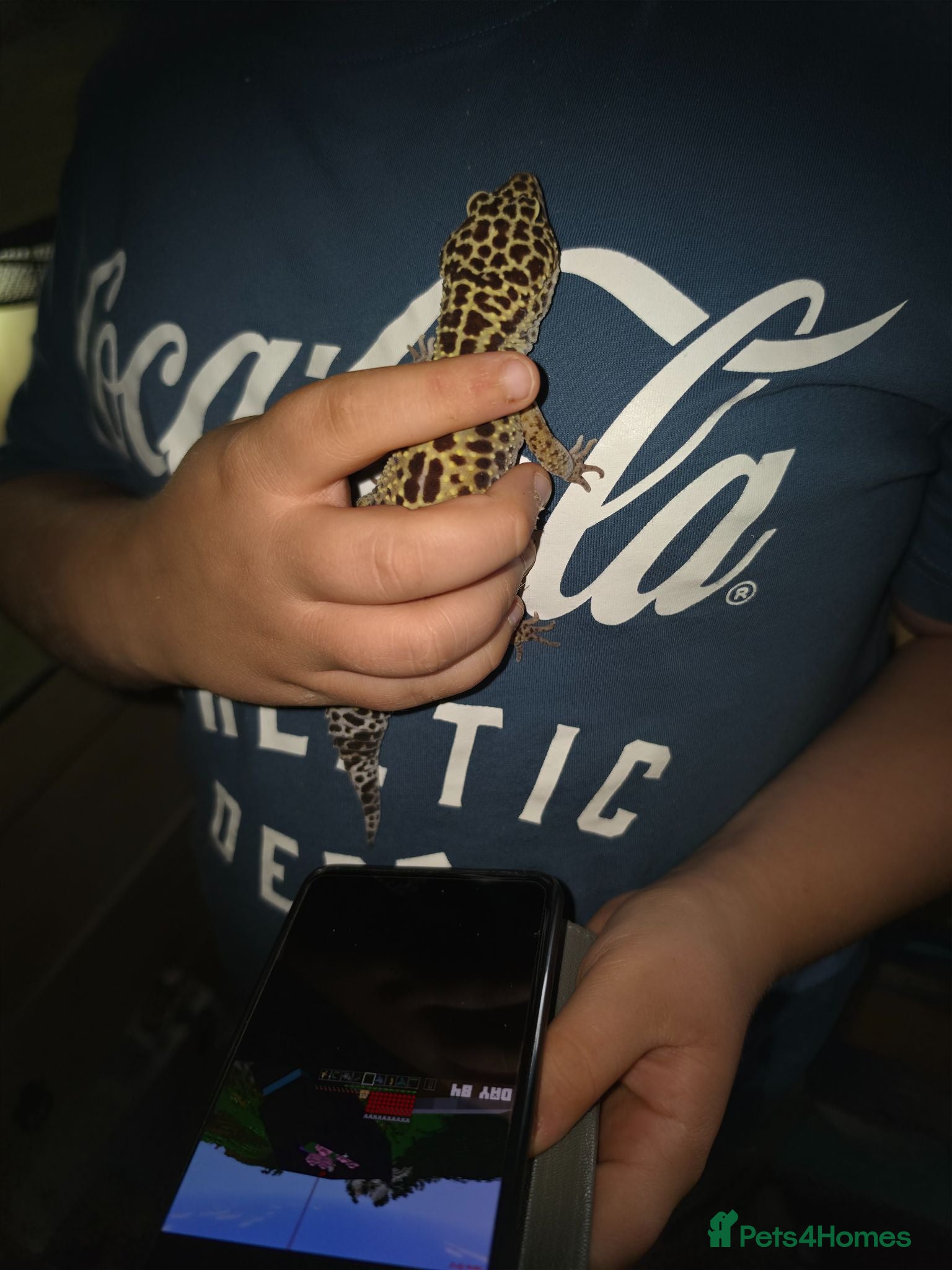 Gecko reptiles Leapord gecko - Advert 2
