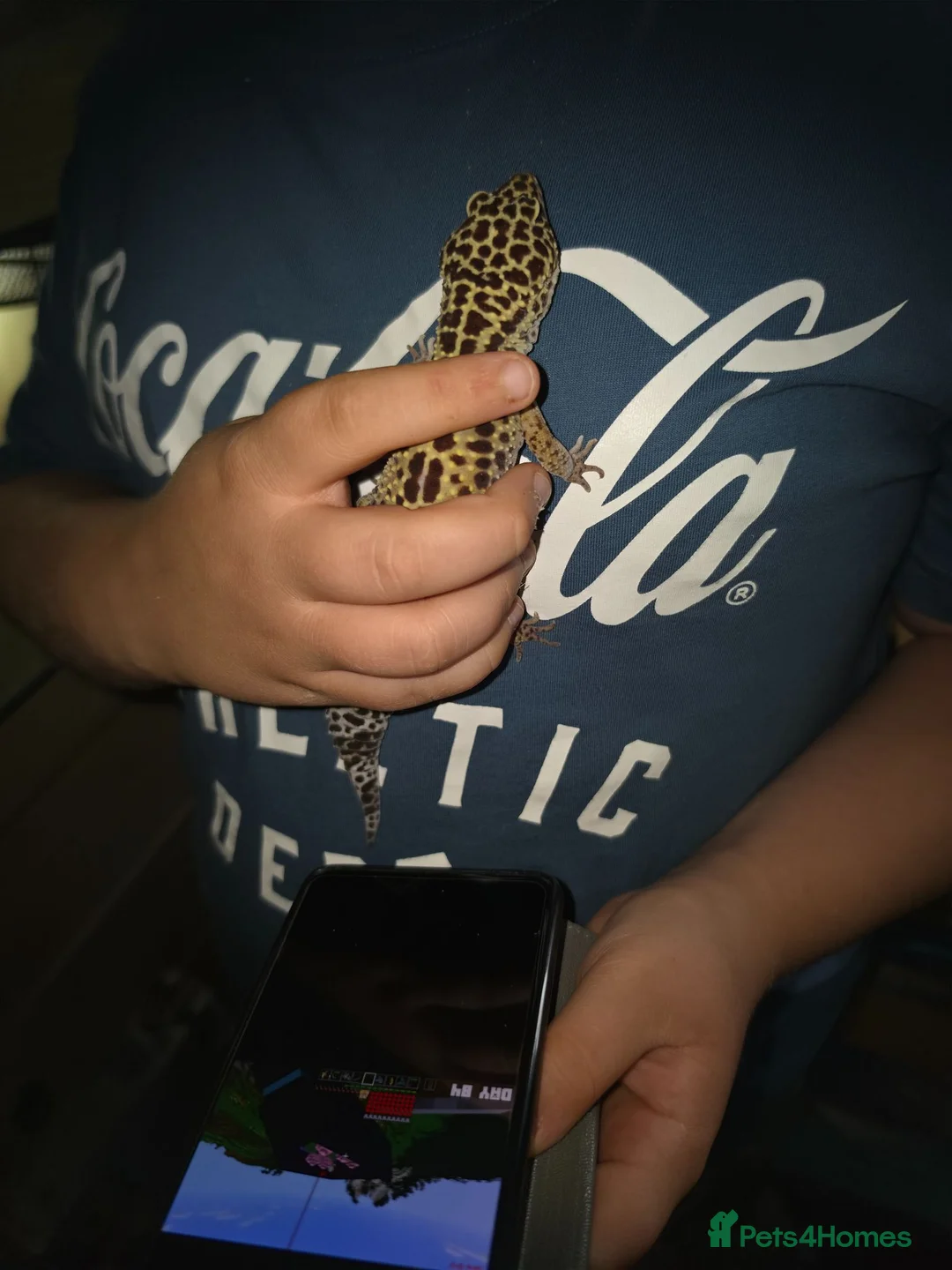 Gecko reptiles for sale: Leapord gecko in Wisbech - Advert 1