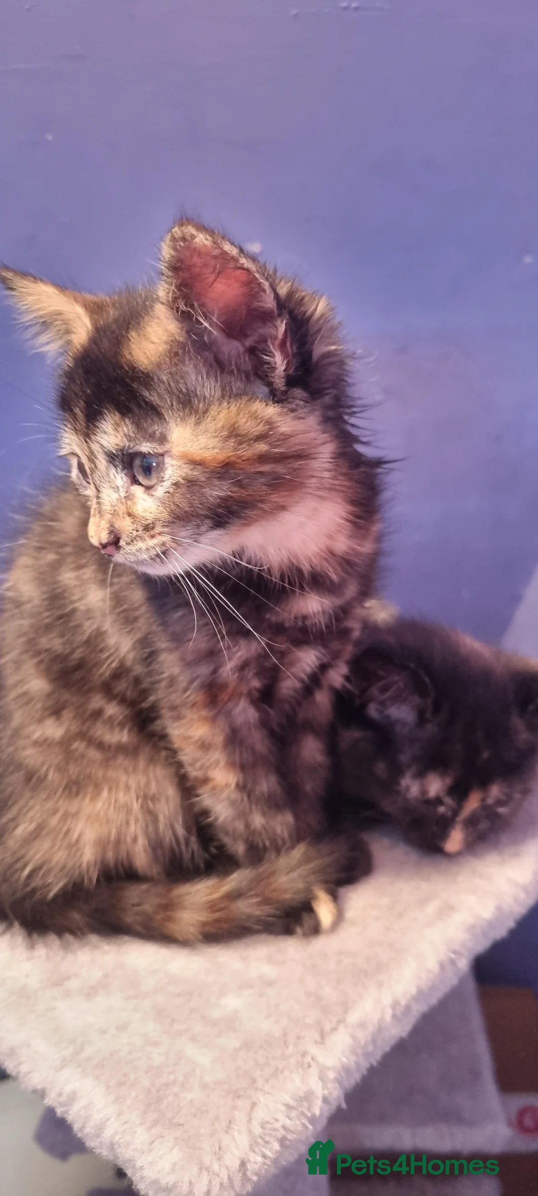 Mixed Breed cats for sale: 2 beautiful kittens left ready to go now - Advert 2
