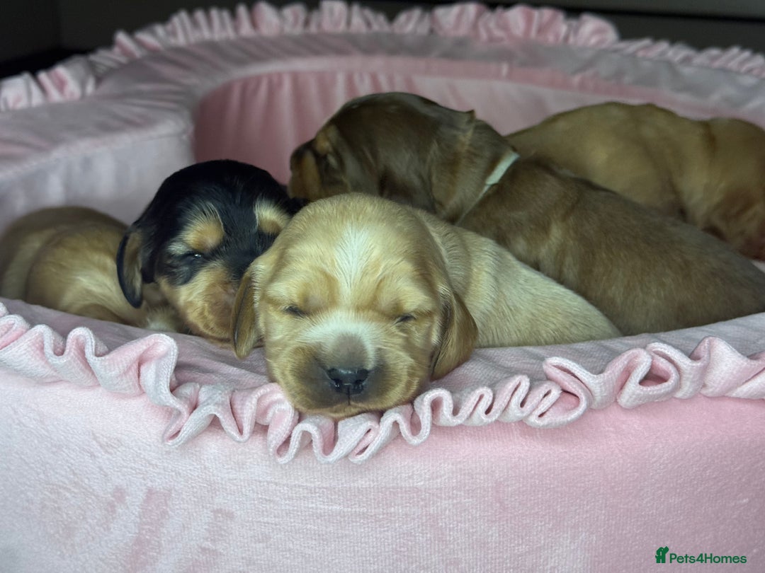 Cocker Spaniel dogs for sale: SHOW COCKER SPANIEL PUPPIES - FULLY HEALTH TESTED  - Advert 10