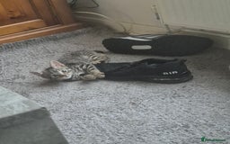 American Shorthair cats for sale: Caramel beautiful 2 year cat - Image 13
