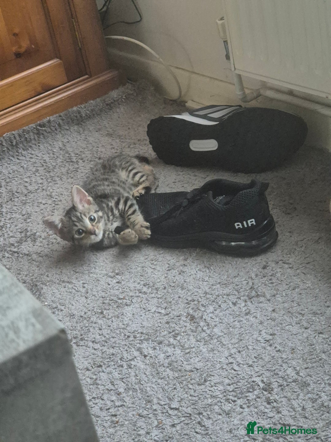 American Shorthair cats for sale: Caramel beautiful 2 year cat - Image 13