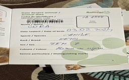 Mixed Breed dogs for adoption: CORA - a Beautiful & Kind Girl, for a Loving Home - Image 11